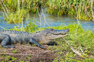 Large American alligator (Alligator mississippiensis) sitting in the grass near a pond