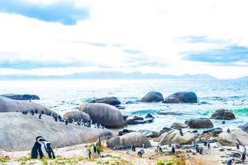 Gordijnen South african penguins colony of spectacled penguins penguin Cape Town. © arkadijschell