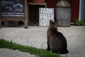 Brown Farm Cat Sitting and Thinking About Life