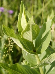 Vertical closeup shot of an antelope horns milkweed plant growing on the prairie