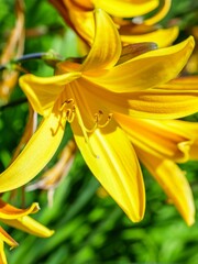 Macro view of a bright yellow daylily flower in full bloom, with vivid colors and intricate details