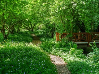 Wooden bridge surrounded by trees and wildflowers in a wooded area