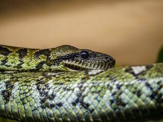 Close-up of a Madagascar tree boa snake with gorgeous green scales