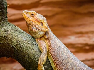 Close-up of a central bearded dragon perched on a tree branch