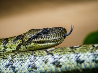 Close-up of a Madagascar tree boa snake with its tongue out