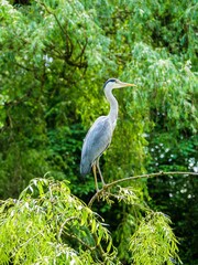 Fototapeta premium Majestic gray heron standing on a tree branch in a forested area