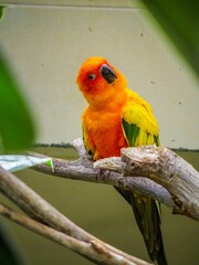Vibrant sun conure sitting on a tree branch with its head tilted