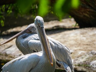 Scenic view of two Dalmatian pelicans standing in their open enclosure