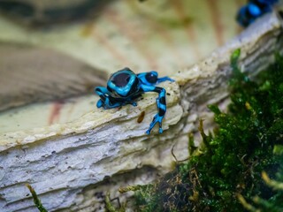 Close-up of a vibrant blue poisoned dart frog standing on a rock