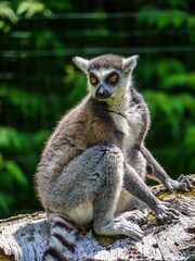Close-up shot of a curious lemur perched atop a large tree trunk