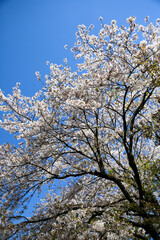 庭に咲く桜