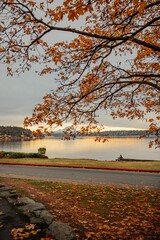 autumn leaves, tree with sunset view of mountain