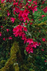 Fototapeta na wymiar pink rhododendron with green moss
