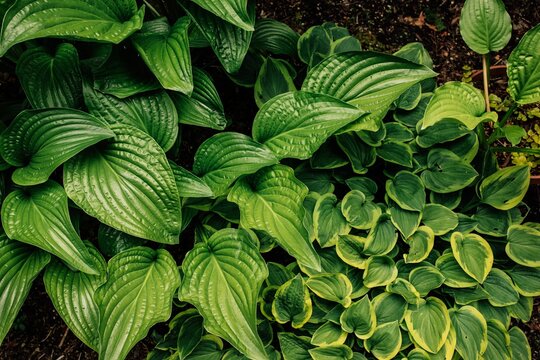 Aphrodite and Sugar and Cream hosta plants