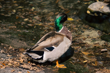 Mandarin duck on the lakeshore