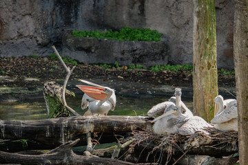 Pelicans near a small lake