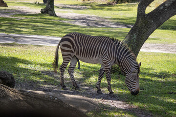 Zebra grazing on a sunny day