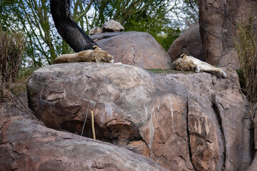 Lions sleeping on the rocks