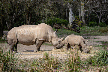 Obraz premium Baby and mother rhinos