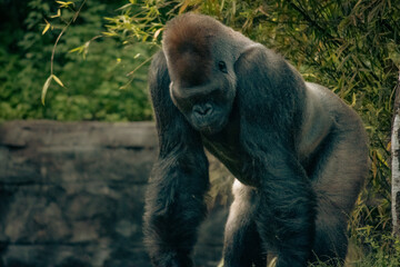 Silverback gorilla in a zoo during daytime