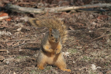Adorable Fox squirrel on the ground in the woods in Chillicothe, Illinois