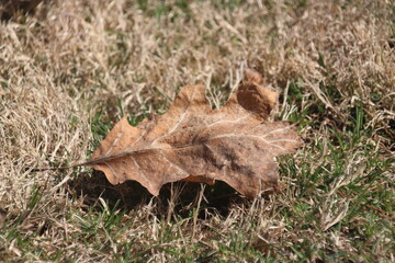 Closeup shot of a dry brown autumn leaf on a forest floor