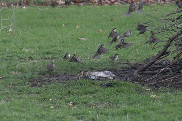 Group of birds taking flight from a field in Chillicothe, IL