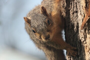 Closeup shot of a squirrel climbing a tree