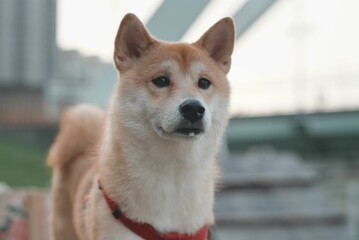 Brown and white Shiba dog in a warehouse environment on a concrete floor