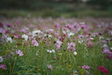 pink and white flowers in a field during the day light