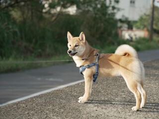 Adorable Shiba Inu dog on a leash walking in a park