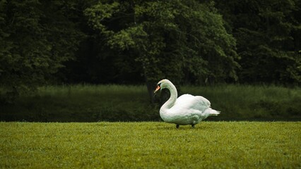 Majestic swan taking a stroll at the park