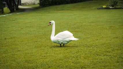 Single, white swan walking gracefully in a grassy park © Rudecatstudio Cieszyn/Wirestock Creators