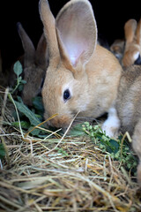 Rabbits sitting in a cage on hay and eating green plants