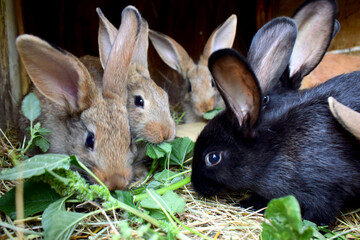 Rabbits sitting in a cage on hay and eating green plants