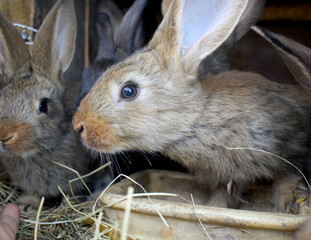 Rabbits sitting in a cage on hay and eating green plants