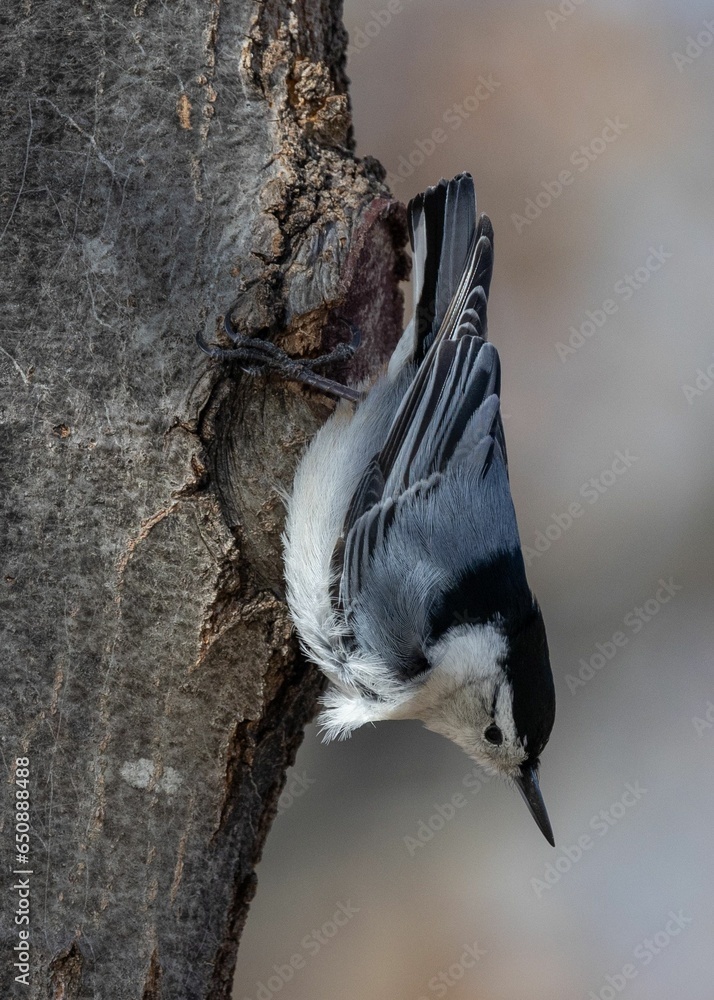 Poster small eurasian nuthatch perched atop a branch of a tree