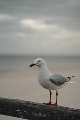 Silver gull perched on a wooden log. Chroicocephalus novaehollandiae.