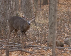 Majestic deer stands gracefully in a peaceful woodland setting