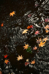 Fototapeta na wymiar Autumn colored fallen Japanese maple leaves floating in a stream of water above a rock surface