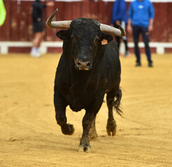 un toro español con grandes cuernos en españa