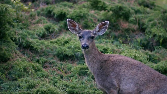 Closeup of a Columbian black-tailed deer looking at the camera in the forest