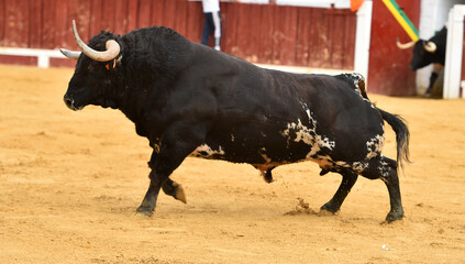 strong bull with big horns in spain