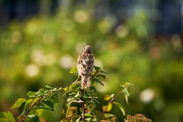 Sparrow bird perched on a branch with large green leaves in a field background