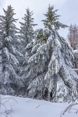 Group of evergreen trees sitting on top of snow-covered ground