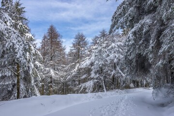 Beautiful winter landscape with snow-covered trees in the forest