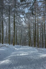 Trail through a snowy forest with snow-covered trees in the foreground