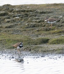 there are two birds walking through the grass by a body of water