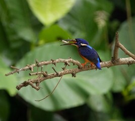 Obraz premium Vibrant blue-eared kingfisher standing on a tee branch with a fish in its beak
