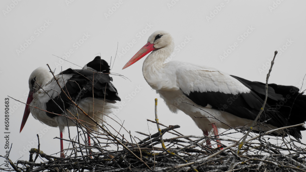 Poster close-up shot of a pair of storks standing in a nest